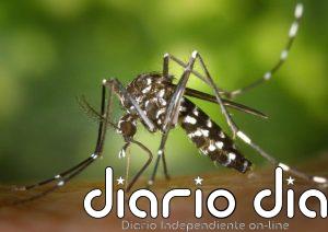 Canarias registra 24 episodios de detección de mosquitos invasores desde 2017