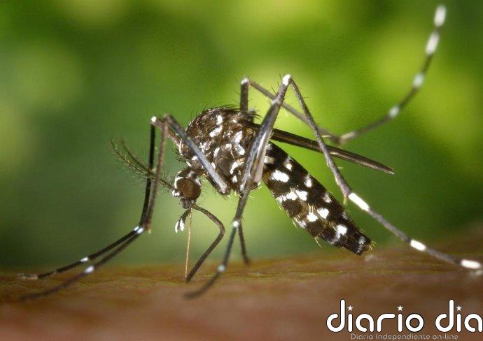 Canarias registra 24 episodios de detección de mosquitos invasores desde 2017