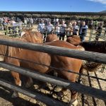 Cerca de 500 caballos de 84 ganaderías se dan cita en la Feria de Ganado Equino de San Pedro del Romeral