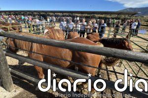 Cerca de 500 caballos de 84 ganaderías se dan cita en la Feria de Ganado Equino de San Pedro del Romeral