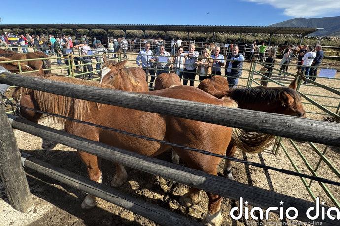 Cerca de 500 caballos de 84 ganaderías se dan cita en la Feria de Ganado Equino de San Pedro del Romeral