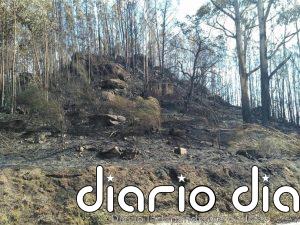 Chandebrito, la 'zona cero' de los incendios de 2017 que sufre rebrotes "imparables" de eucaliptos nueve años después