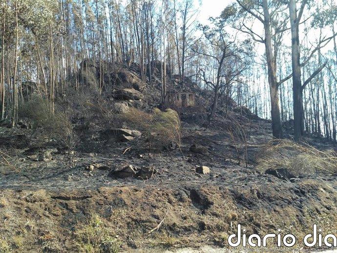 Chandebrito, la 'zona cero' de los incendios de 2017 que sufre rebrotes "imparables" de eucaliptos nueve años después
