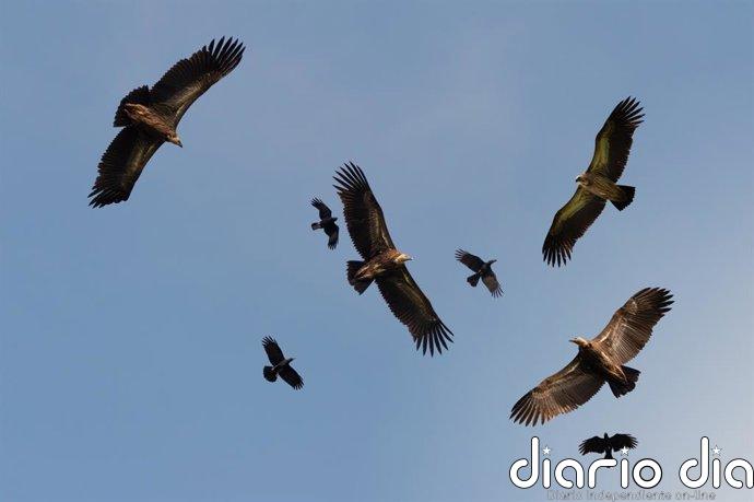 Científicos demuestran que volar es la forma más eficiente de movimiento en vertebrados
