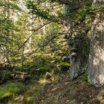 Concluyen que Aigüestortes (Lleida) agrupa la mayor cantidad y calidad de bosques maduros de España