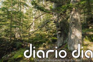 Concluyen que Aigüestortes (Lleida) agrupa la mayor cantidad y calidad de bosques maduros de España