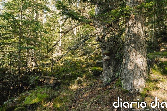 Concluyen que Aigüestortes (Lleida) agrupa la mayor cantidad y calidad de bosques maduros de España