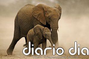 Declinan drásticamente las poblaciones de vida silvestre