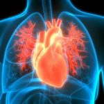 Descubren cómo el corazón utiliza el lactato para mantener su energía y resistir el daño