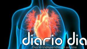 Descubren cómo el corazón utiliza el lactato para mantener su energía y resistir el daño