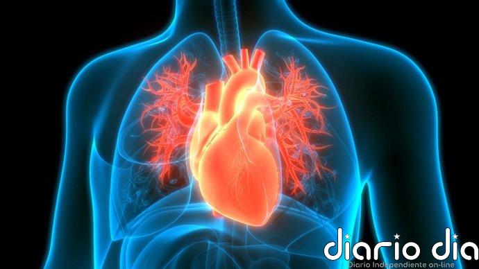 Descubren cómo el corazón utiliza el lactato para mantener su energía y resistir el daño