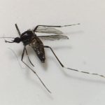 Detectan ejemplares de mosquito tigre en la zona de Motor Grande, en Mogán (Gran Canaria)