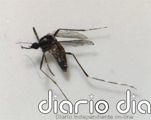 Detectan ejemplares de mosquito tigre en la zona de Motor Grande, en Mogán (Gran Canaria)