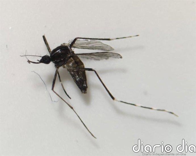 Detectan ejemplares de mosquito tigre en la zona de Motor Grande, en Mogán (Gran Canaria)