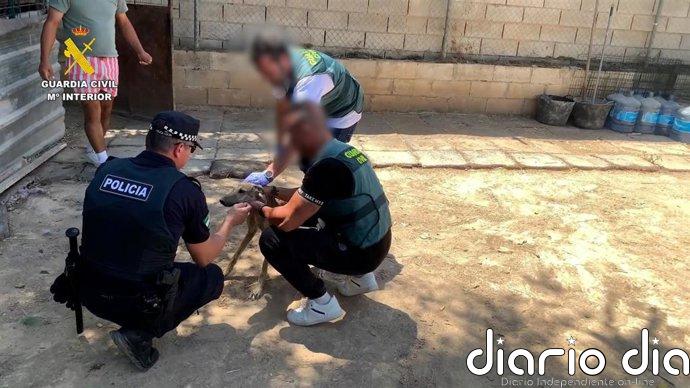 Detenidas cuatro personas acusadas de robar en Bollullos (Sevilla) ocho galgos de competición y maltratar a dos de ellos