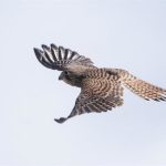 Disminuye un 73% el tamaño promedio de las poblaciones mundiales de vida silvestre en 52 años, según WWF