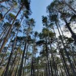 El 76% de las empresas españolas en SBTi ya tiene validados sus objetivos climáticos, según un informe