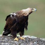 El águila imperial ibérica da el primer paso para criar en Almería y alcanza las 191 parejas en Andalucía