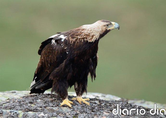 El águila imperial ibérica da el primer paso para criar en Almería y alcanza las 191 parejas en Andalucía