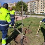 El Ayuntamiento de Salamanca repondrá cerca de 500 árboles en los próximos meses