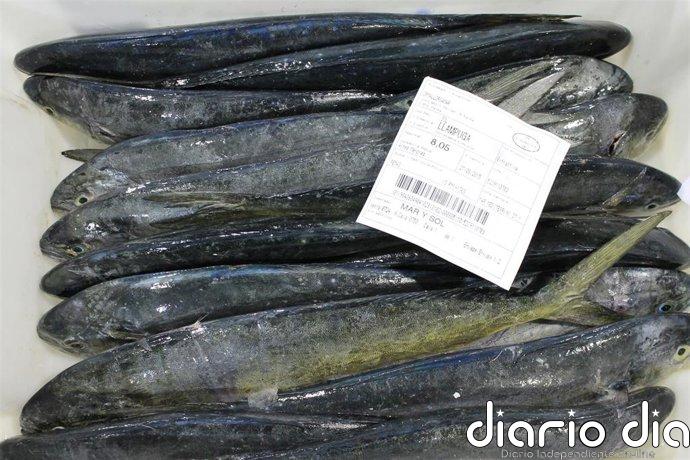 El Govern aprueba el plan de gestión de la pesca en las bahías de Pollença y Alcúdia