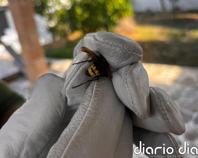 El Govern detecta y retira el primer nido de avispa oriental en Menorca