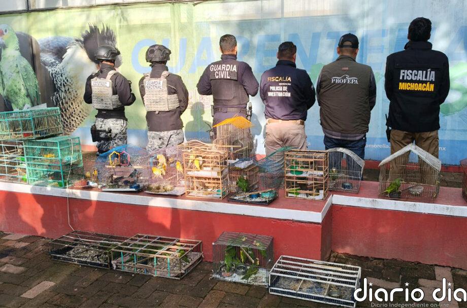 El negocio detrás del saqueo ambiental en América Central