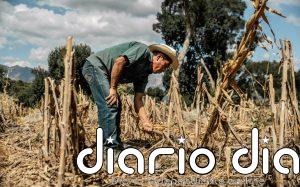 El Niño Godzilla amenaza la alimentación en América Latina
