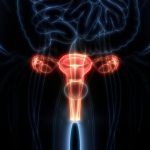 El ovario sigue activo después de la menopausia: qué han descubierto los investigadores
