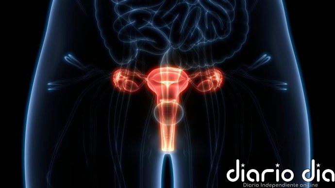 El ovario sigue activo después de la menopausia: qué han descubierto los investigadores
