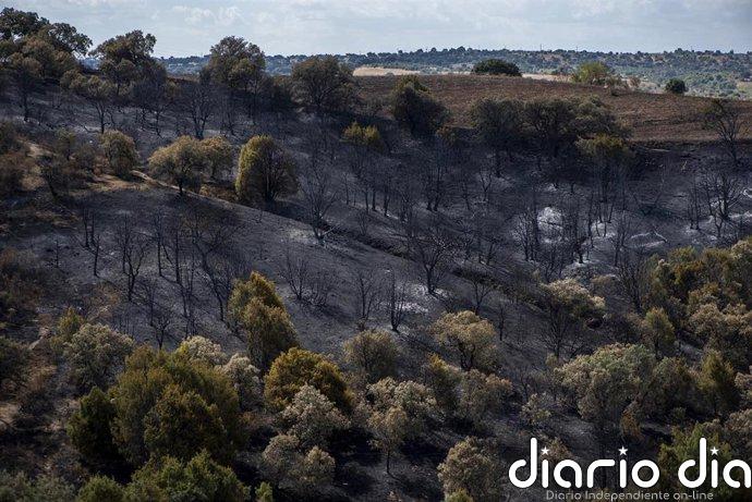El Plan de Restauración de la Sierra Oeste será a 10 años vista, con especies autóctonas y gestión de montes privados