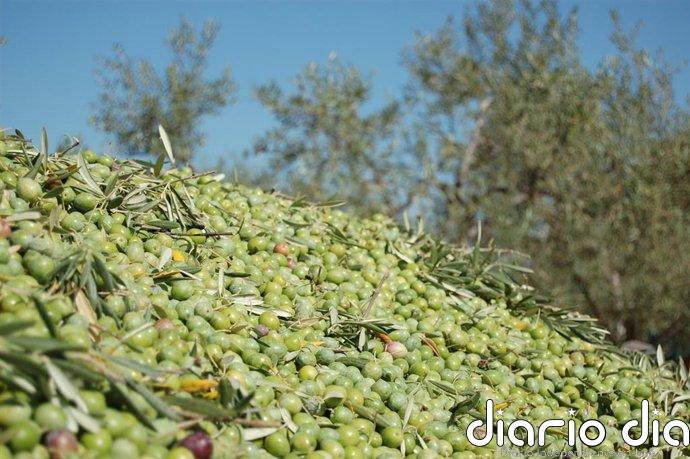 El PSOE pide a la Junta ayudas directas para el olivar tradicional de montaña de la variedad Manzanilla Cacereña