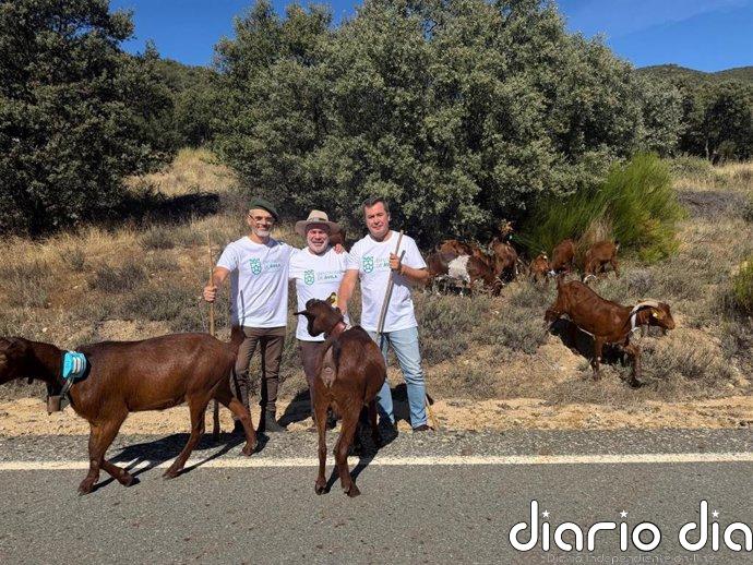 El rebaño de cabras guisandesas de la Diputación de Ávila inicia la trashumancia hacia Madrid