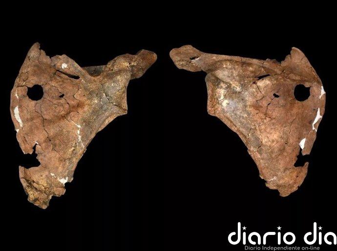 Encuentran en Irak la potencial "primera evidencia" de un neandertal muerto por lanza de madera