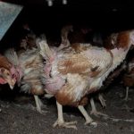 Gallinas enfermas, cadáveres y huevos con ácaros: denuncian una nueva 'granja de los horrores' en Mallorca