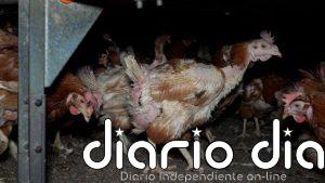 Gallinas enfermas, cadáveres y huevos con ácaros: denuncian una nueva 'granja de los horrores' en Mallorca