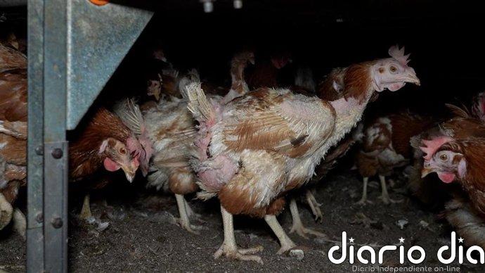 Gallinas enfermas, cadáveres y huevos con ácaros: denuncian una nueva 'granja de los horrores' en Mallorca