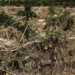 Gobierno autoriza compromisos de gasto por 60,74 millones en 2027 para la recuperación agraria tras la Dana