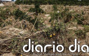 Gobierno autoriza compromisos de gasto por 60,74 millones en 2027 para la recuperación agraria tras la Dana