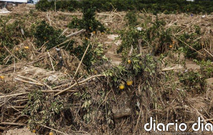 Gobierno autoriza compromisos de gasto por 60,74 millones en 2027 para la recuperación agraria tras la Dana