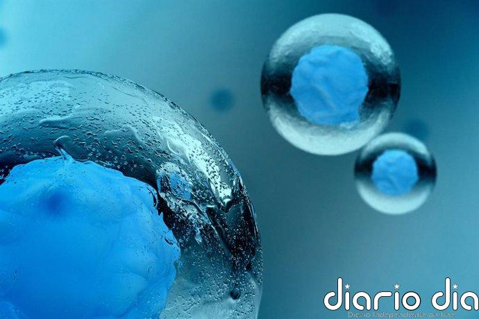 Identifican una proteína clave para mantener la calidad de los óvulos con la edad