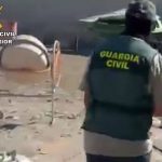 Intervenidas más de 7.300 plantas de marihuana y cinco armas de fuego en cuatro días en la provincia de Granada