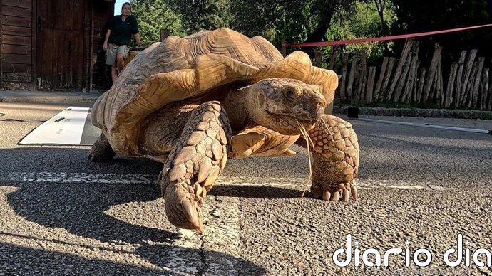 Investigadores analizan las pisadas de tortuga para interpretar huellas de animales de hace 250 millones de años