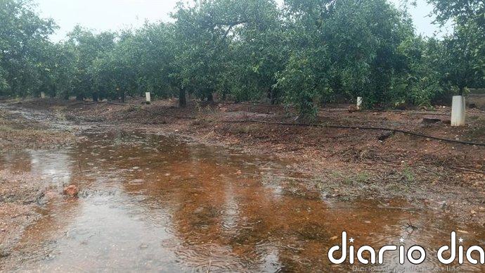 La dana Adam afecta a 8.000 hectáreas de cultivo valenciano en la Safor y la Marina, según las primeras estimaciones