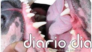 'La diatriba del perro' vuelve este sábado al Teatro del Barrio para poner al espectador en una tesitura poco deseable