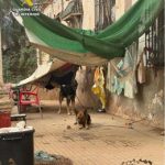 La Guardia Civil rescata a dos perros "en situación de extrema vulnerabilidad" en una finca y denuncia a dos personas
