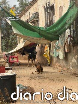 La Guardia Civil rescata a dos perros "en situación de extrema vulnerabilidad" en una finca y denuncia a dos personas Los dos perros rescatadas por la Guardia Civil en Melilla.
