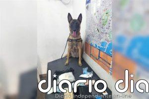 La Policía Local de Alicante detiene con ayuda de la perra Kata a un hombre que llevaba cocaína en una maleta