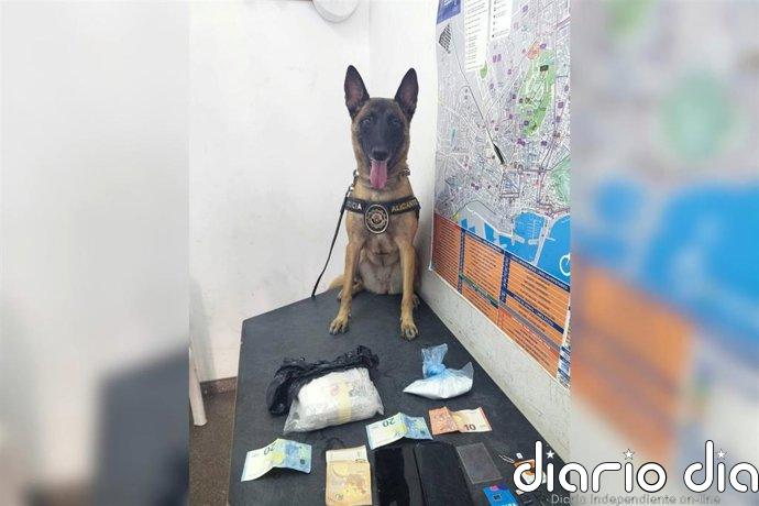 La Policía Local de Alicante detiene con ayuda de la perra Kata a un hombre que llevaba cocaína en una maleta