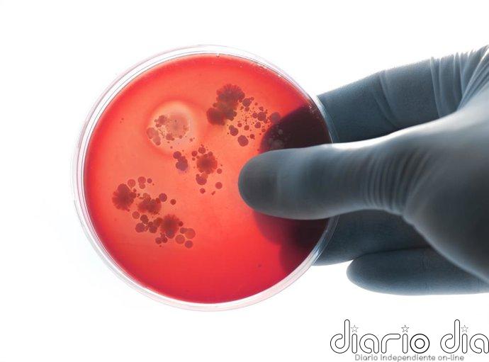 La SEN subraya la tendencia ascendente de casos de meningitis desde 2014